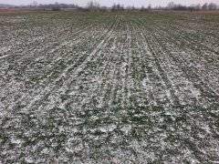 Pszenica ozima Legenda