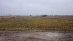 Pszenica Ozima Linus