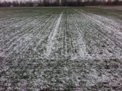 Pszenica ozima Meteor