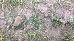 Pszenica ozima Muszelka.