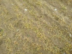 Pszenica ozima odmiana Boomer.