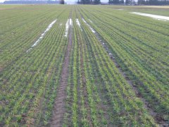 Pszenica ozima Ostroga