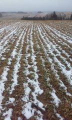 Pszenica ozima Sailor