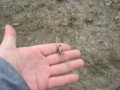 Pszenica ozima Sailor