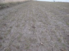 Pszenica ozima Sailor