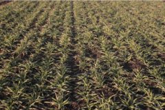 Pszenica ozima STAN 7 STYCZEŃ 2016