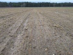 Pszenica przewódowa Tybalt