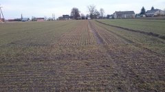 Pszenica skagen vs bamberka vs arkadia