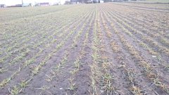 Pszenica Skagen vs Bamberka