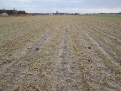 Pszenżyto leontino.