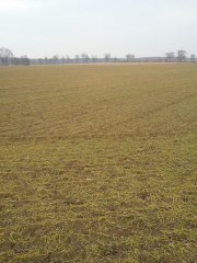 Pszenżyto Ozime Twingo