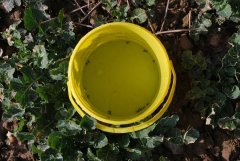 Rzepak ozimy Dk Extrovert & Dk Exquisite - żółty pojemnik