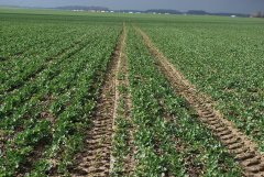 Rzepak ozimy Dk Extrovert & Dk Exquisite