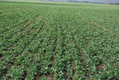 Rzepak ozimy Dk Extrovert & Dk Exquisite