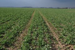 Rzepak ozimy Dk Extrovert & Dk Exquisite