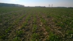 Rzepak ozimy KWS Scherlok