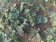 Rzepak ozimy marcopolos