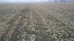 Rzepak ozimy (strip till)