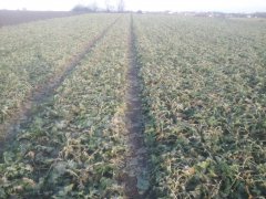 Rzepak Ozimy SY Kolumb F1