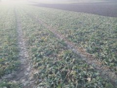 Rzepak Ozimy SY Kolumb F1