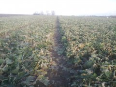 Rzepak Ozimy SY Kolumb F1