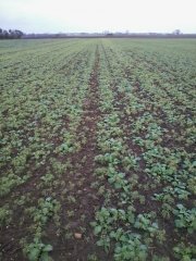 Rzepak z łubinem przed mrozem