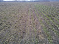 Siew orkowy vs Mzuri