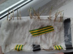 Test Przezimowania Zbóż Pszenica Bamberka