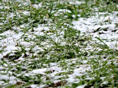 Transfer  Pszenżyto ozime podlaskie