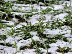 Transfer Pszenżyto ozime