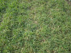 Żyto dańkowskie diament