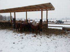 Angus czerwony - Przy pasniku