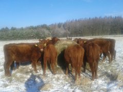 Angus czerwony - stado jalowek na kwaterze