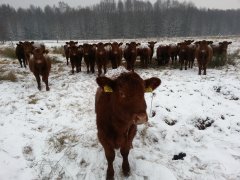 Angus Czerwony - Stado zarodowe zima