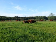 Angusy - stado na pastwisku