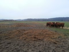 Angusy - Winter grazing - cd