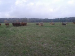 Angusy Winter grazing - z innej perspektywy