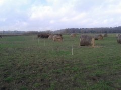 Angusy - Winter grazing