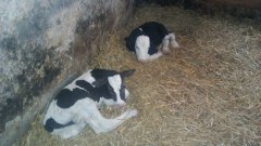 Bliźniaczki z trojaczków