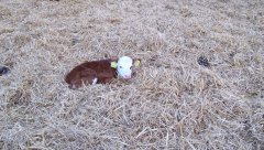 Byczek 100% hereford