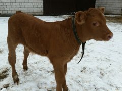 Byczek hf x blonde d'aquitaine