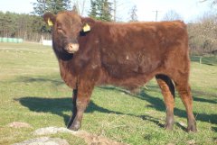 Byczek osadek Red Angus