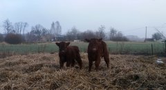 Byczki, Salers i mieszaniec SL/HI