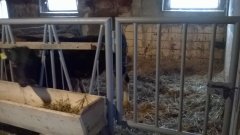 Byczki w nowym kojcu