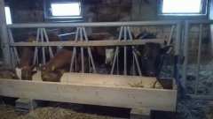 Byczki w nowym kojcu