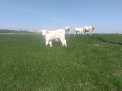 Charolais