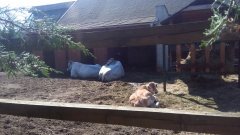 Chianina z cielakiem