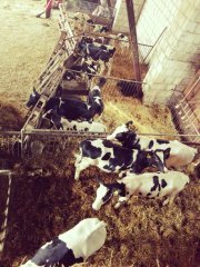 Cielaki w kojcach tymczasowych