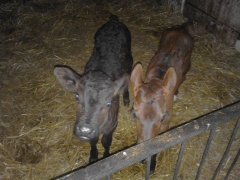 Cieliczki Jagódka&Sarenka