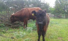 Galloway i Salers